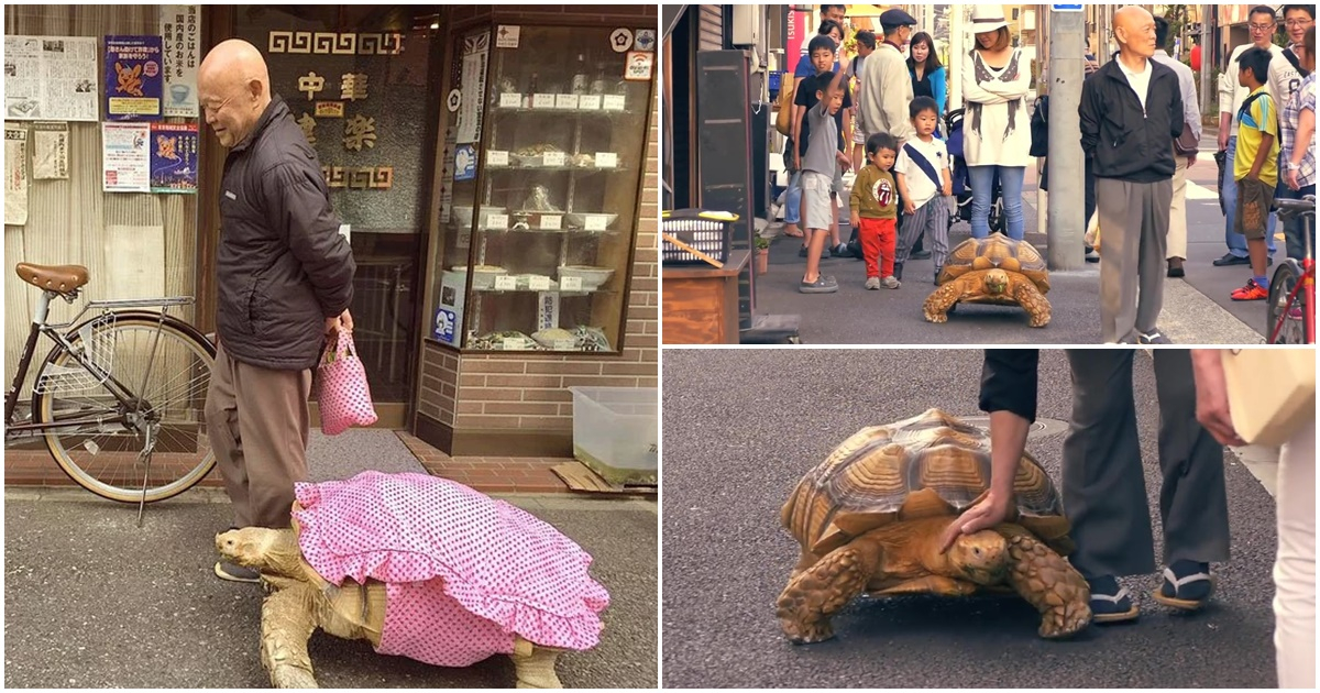 Cụ ông ngày ngày dẫn "rùa cưng" đi dạo trên phố, chuẩn người đàn ông kiên nhẫn nhất năm chưa?