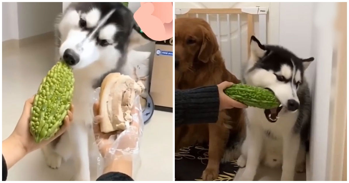 Lạ lùng chú chó Husky khước từ sơn hào hải vị, dùng cả thanh xuân chỉ để ăn... khổ qua