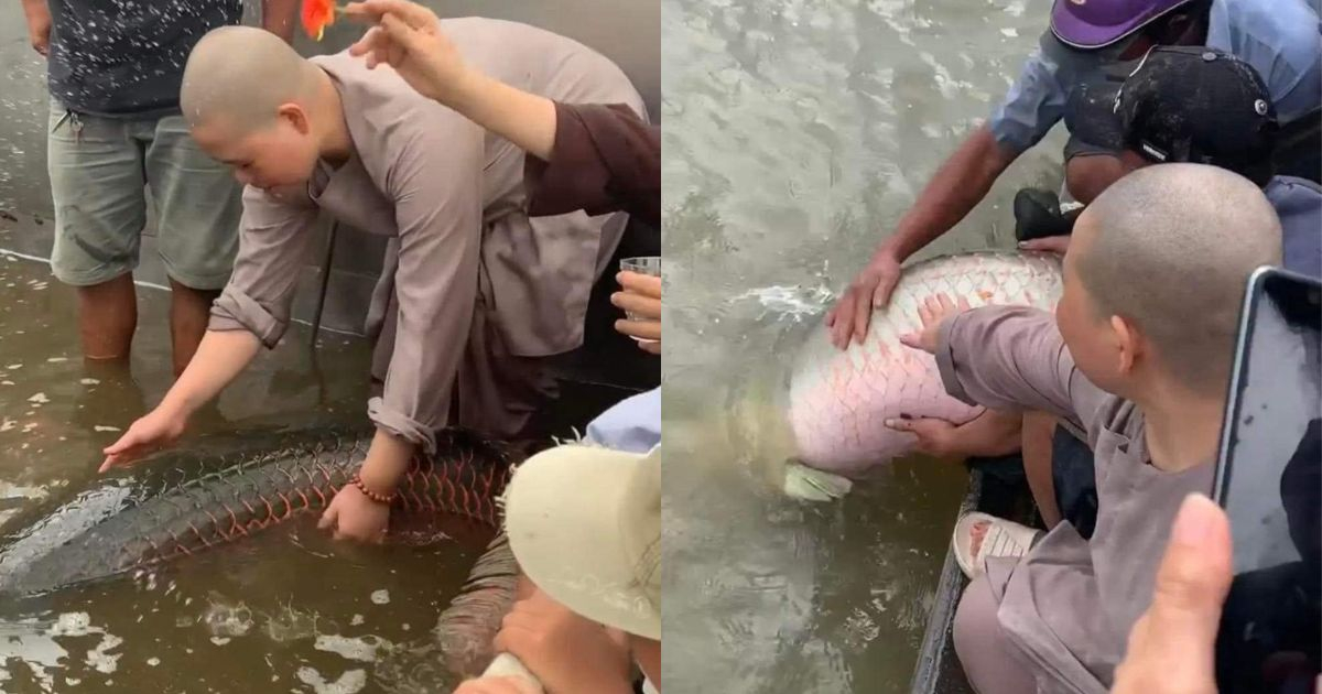 Cộng đồng mạng xôn xao tranh cãi về sự việc phóng sinh cá Hải Tượng Long xuống ngày rằm tháng 7