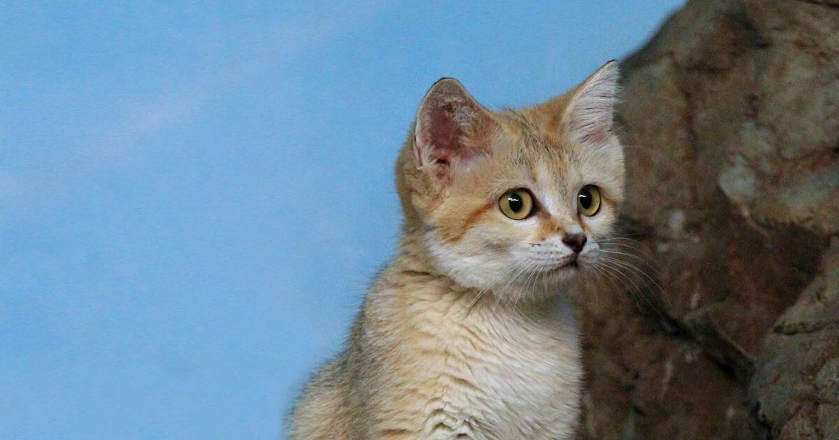 SAND CAT: Giống mèo nhỏ bé, trẻ mãi không già, sinh sống ở vùng sa mạc khắc nghiệt