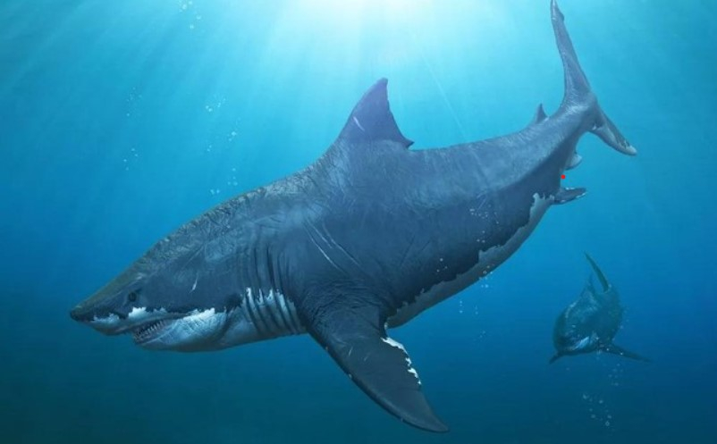 Sự thật về Megalodon: Loài cá mập khổng lồ thống trị biển sâu hơn 20 triệu năm