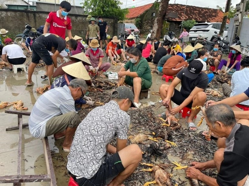 Hàng nghìn con gà bị chết do mưa lũ, cả làng kéo đến giúp sơ chế