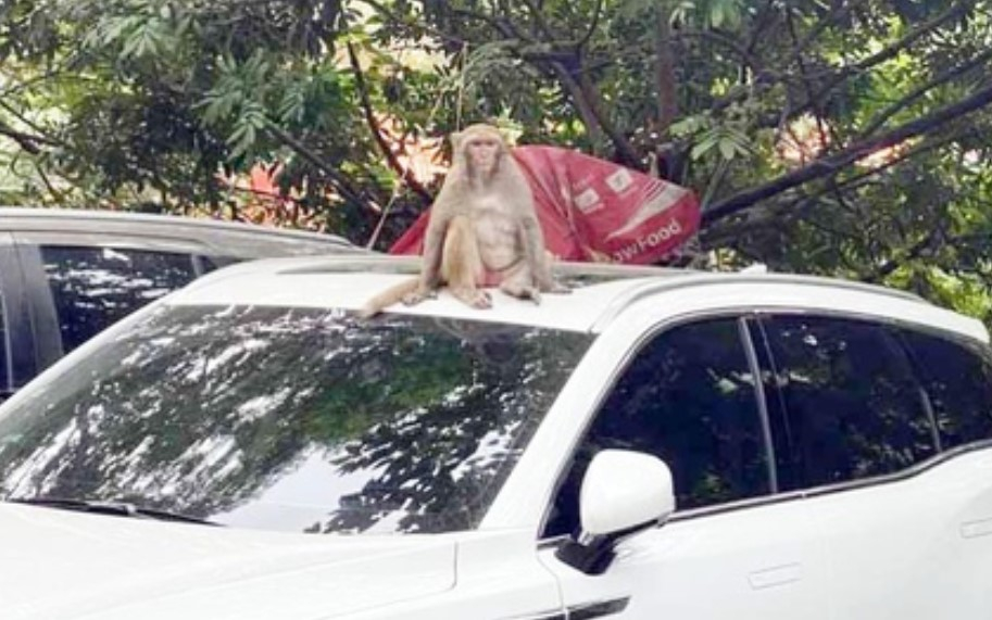 Truy bắt khỉ hoang quậy phá, hung dữ trong khu bãi xe Hà Nội