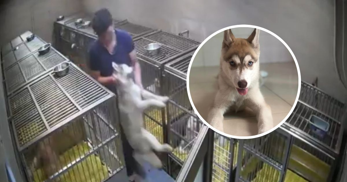 Gửi thú cưng cho trung tâm chăm sóc xuyên Tết, chủ nhân tá hỏa nhận được hung tin chú chó qua đời vì đói