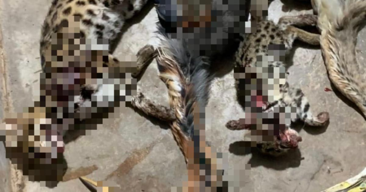 Xác minh chủ tài khoản Facebook liên tục khoe "chiến tích" săn bắt động vật hoang dã