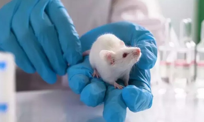 Nhật Bản đạt đột phá, tạo ra chuột con từ hai chuột đực