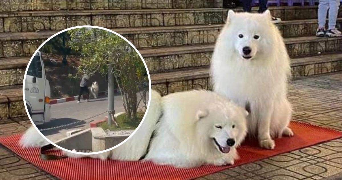 Xôn xao 2 chú chó nổi tiếng tại Đà Lạt bị chủ đánh đập vì không chụp hình với du khách