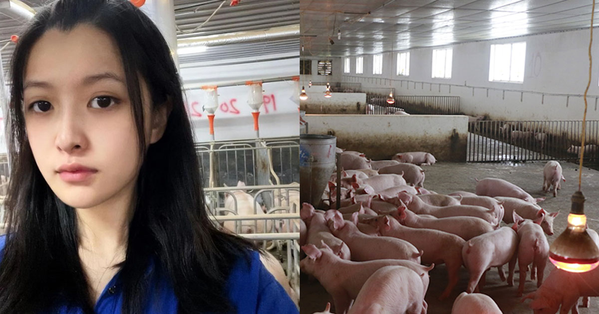 Không bám trụ thành phố, nữ sinh 24 tuổi về quê chăn lợn: Sáng thức giấc từ 6 giờ, tan làm không cần tăng ca, một năm thu về 340 triệu đồng