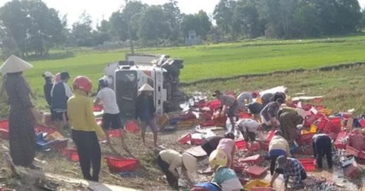 Dân Quảng Trị đội nắng, lội ruộng gom lại 5 tấn cá giúp tài xế xe tải bị lật Dân Quảng Trị đội nắng, lội ruộng gom lại 5 tấn cá giúp tài xế xe tải bị lật