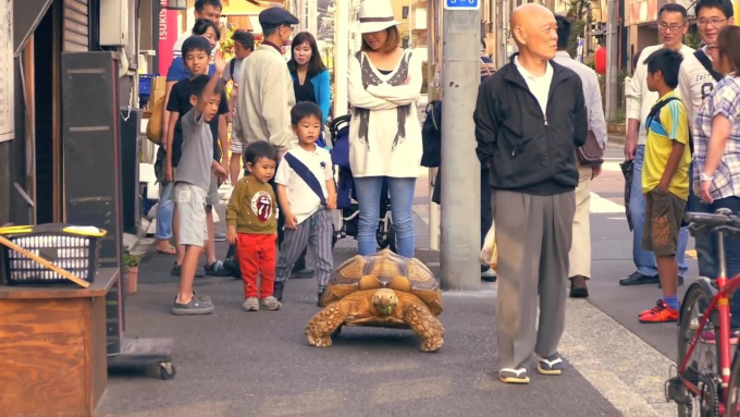 Cụ ông ngày ngày dẫn rùa cưng đi dạo trên phố, chuẩn người đàn ông kiên nhẫn nhất năm chưa?