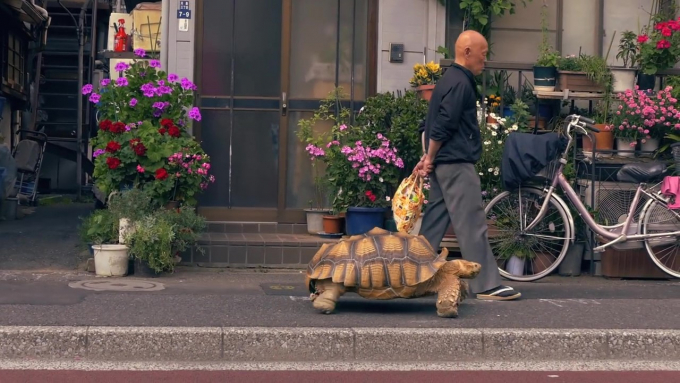 Cụ ông ngày ngày dẫn rùa cưng đi dạo trên phố, chuẩn người đàn ông kiên nhẫn nhất năm chưa?