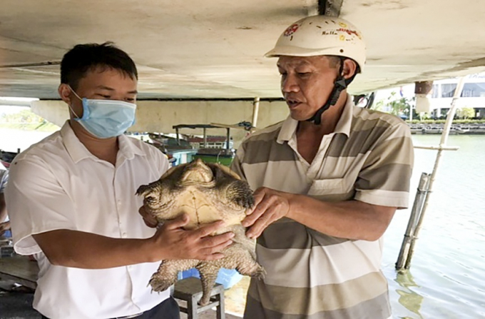 Tìm thấy Rùa cá sấu có nguồn gốc tại Bắc Mỹ trong hồ nước ngọt Bình Định