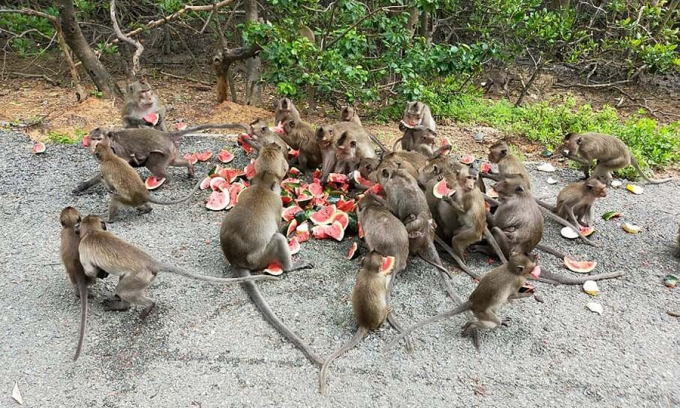 Hơn 1.500 con khỉ ở Sài Gòn được hỗ trợ thức ăn mùa dịch