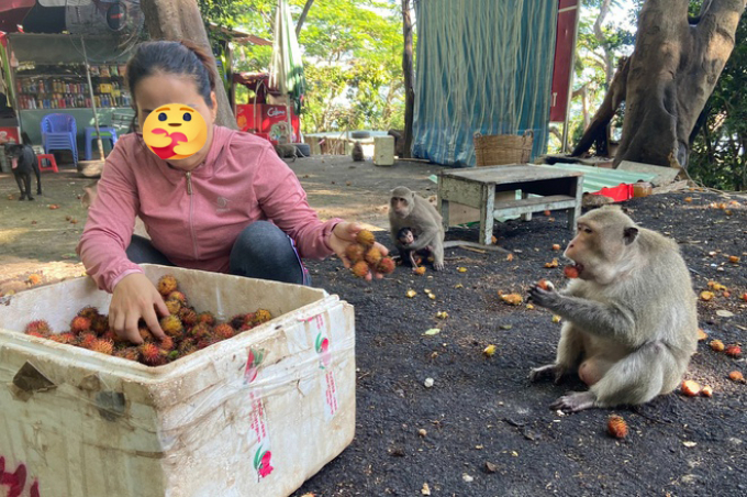 Hơn 1.500 con khỉ ở Sài Gòn được hỗ trợ thức ăn mùa dịch