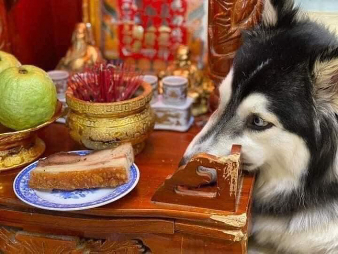 Lạ lùng chú chó Husky khước từ sơn hào hải vị, dùng cả thanh xuân chỉ để ăn... khổ qua