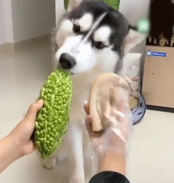 Lạ lùng chú chó Husky khước từ sơn hào hải vị, dùng cả thanh xuân chỉ để ăn... khổ qua