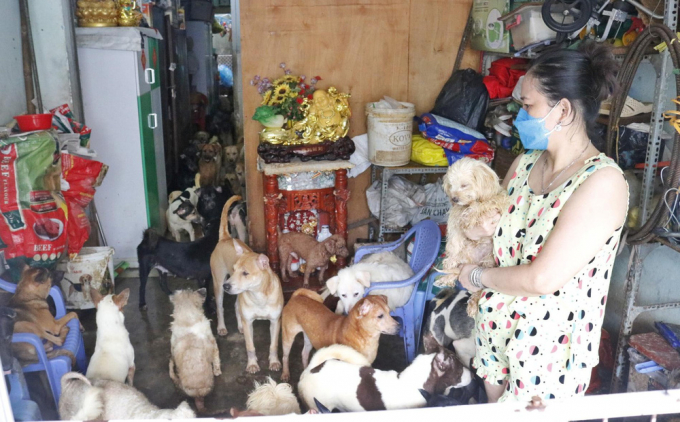 Bà cô Sài Gòn nuôi 100 con chó trong nhà, hàng xóm phát điên, dân 