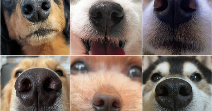 Nhật Bản phát minh ứng dụng định danh hình ảnh cho thú cưng
