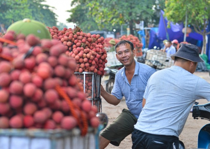 Người dân Bắc Giang cõng hàng tạ vải thiều đi bán từ 5h sáng khiến đường phố đỏ rực, tắc dài