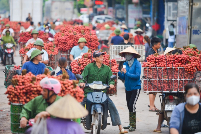 Người dân Bắc Giang cõng hàng tạ vải thiều đi bán từ 5h sáng khiến đường phố đỏ rực, tắc dài