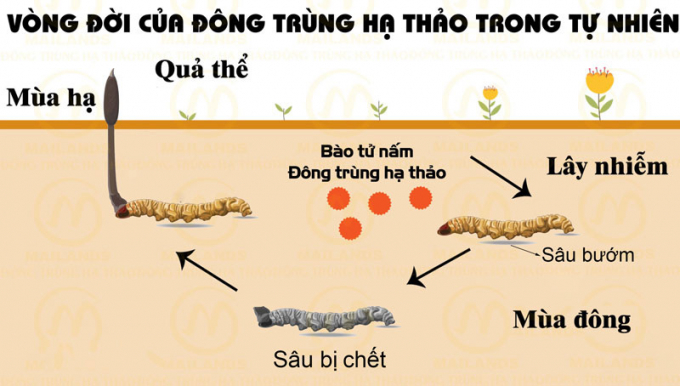 Đông trùng hạ thảo là gì? LamDepStore.vn phân phối Đông trùng có thật sự chất lượng