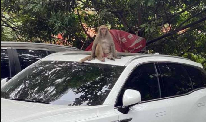 Truy bắt khỉ hoang quậy phá, hung dữ trong khu bãi xe Hà Nội