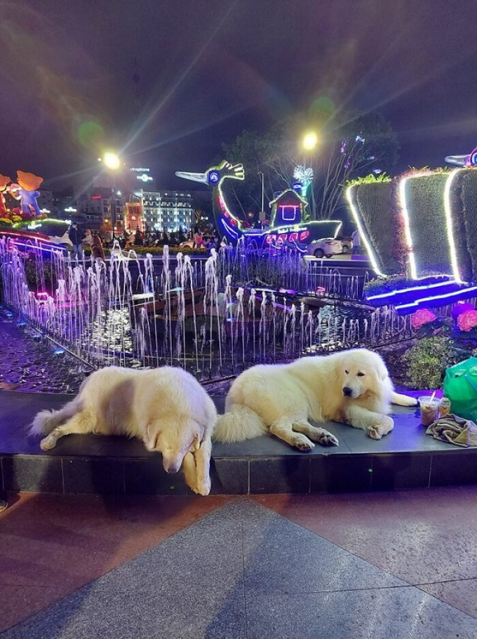 Xôn xao 2 chú chó nổi tiếng tại Đà Lạt bị chủ đánh đập vì không chụp hình với du khách