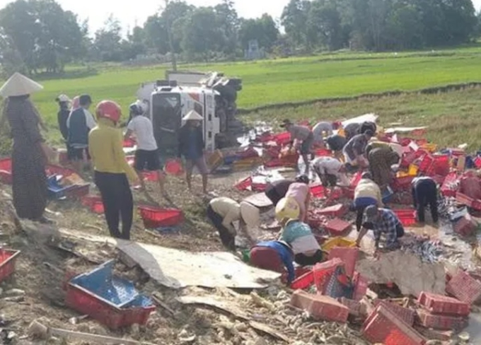 Dân Quảng Trị đội nắng, lội ruộng gom lại 5 tấn cá giúp tài xế xe tải bị lật