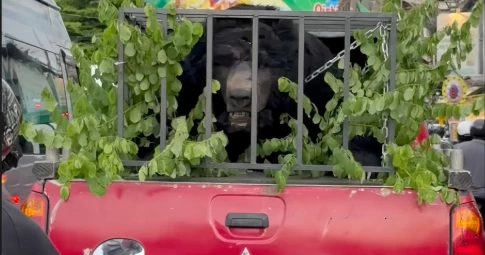 Ê-kíp "Móng vuốt" chở mascot gấu khắp đường phố, giống thật cỡ nào mà “team qua đường” hú hồn?