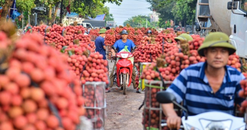 Người dân Bắc Giang "cõng" hàng tạ vải thiều đi bán từ 5h sáng khiến đường phố đỏ rực, tắc dài