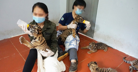 Công an tìm thấy cả chục con hổ được nuôi nhốt trong một nhà dân