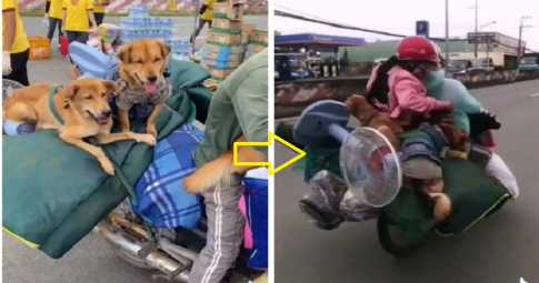 Cà Mau: Địa phương xác nhận đã tiêu hủy đàn chó của gia đình chở xe máy về quê