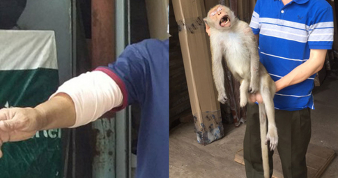 Khỉ cụt 1 bàn chân bất ngờ xuất hiện cắn người ở quận 12, TP.HCM