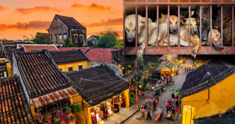 Hội An trở thành địa phương đầu tiên tại Việt Nam nói không với thịt chó, mèo