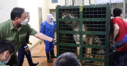 Cận cảnh 8 chú hổ được giải cứu ở Nghệ An đã về tới vườn thú Hà Nội