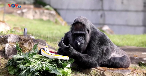 Chú khỉ đột già nhất thế giới Fatou đón sinh nhật 65 tuổi