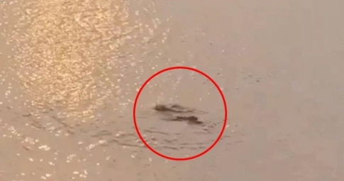Nghi Vấn: đoạn clip có cá sấu ở hồ Tây