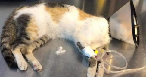 Hàng chục con mèo bị đánh bả ở chung cư quận 1, TP.HCM