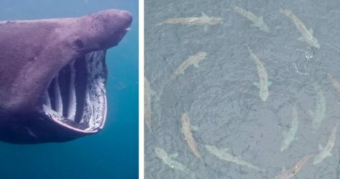 Cá mập phơi khổng lồ bơi theo xoáy tròn, liệu có giống vòng tròn tử thần của kiến quân đội?