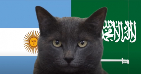 Mèo tiên tri dự đoán kết quả World Cup 2022 ngày 22/11: Argentina, Pháp hưởng lợi