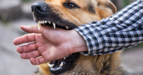 Chó tấn công người, tòa buộc chủ phải tiêu hủy con chó
